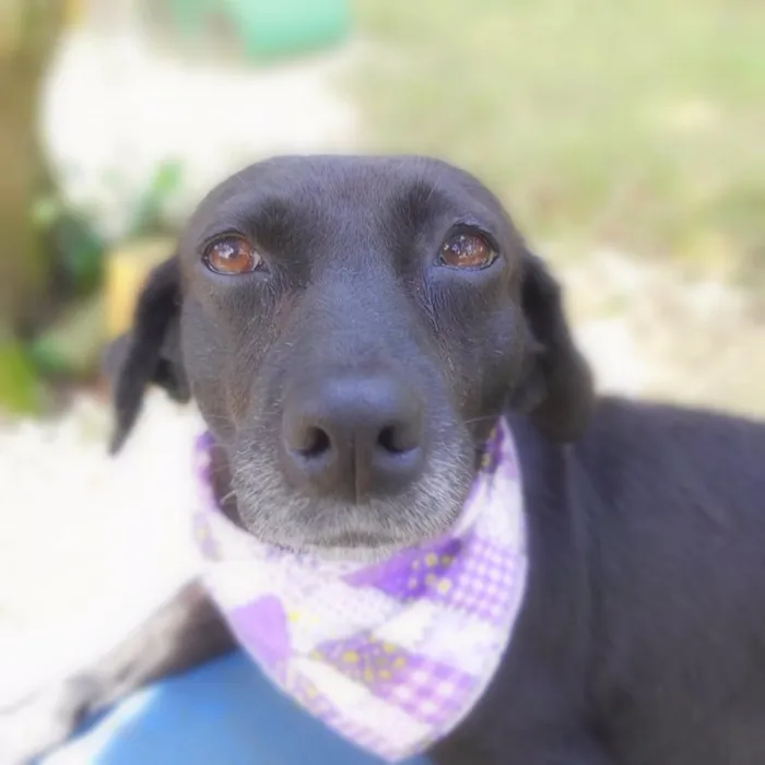 Cachorro ra a srd idade 6 ou mais anos nome Judite