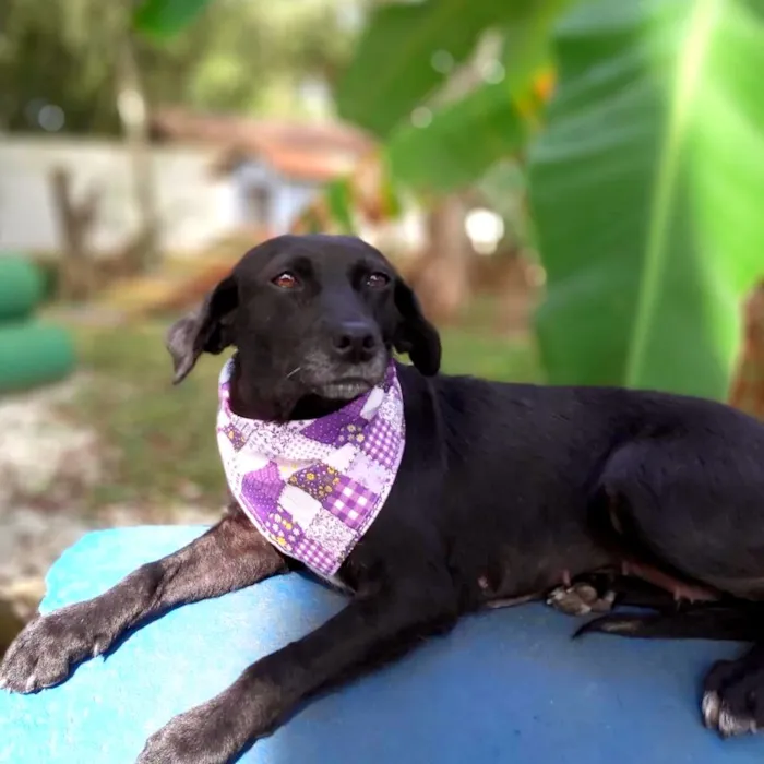 Cachorro ra a srd idade 6 ou mais anos nome Judite