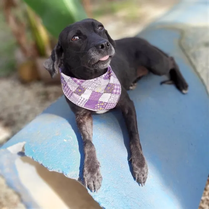 Cachorro ra a srd idade 6 ou mais anos nome Judite