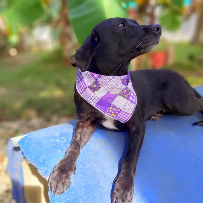 Cachorro ra a srd idade 6 ou mais anos nome Judite