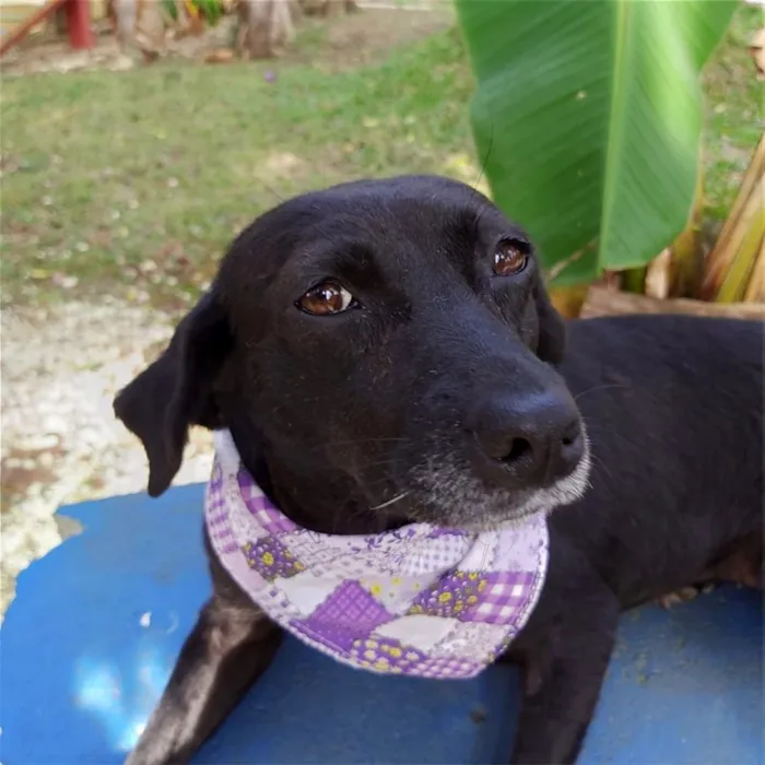 Cachorro ra a srd idade 6 ou mais anos nome Judite
