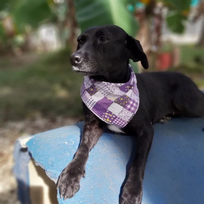 Cachorro ra a srd idade 6 ou mais anos nome Judite