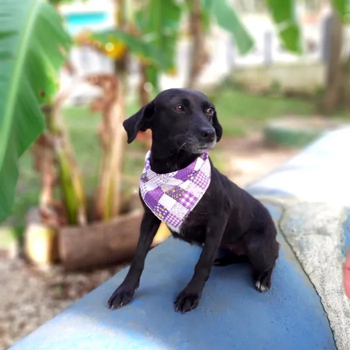 Cachorro ra a srd idade 6 ou mais anos nome Judite