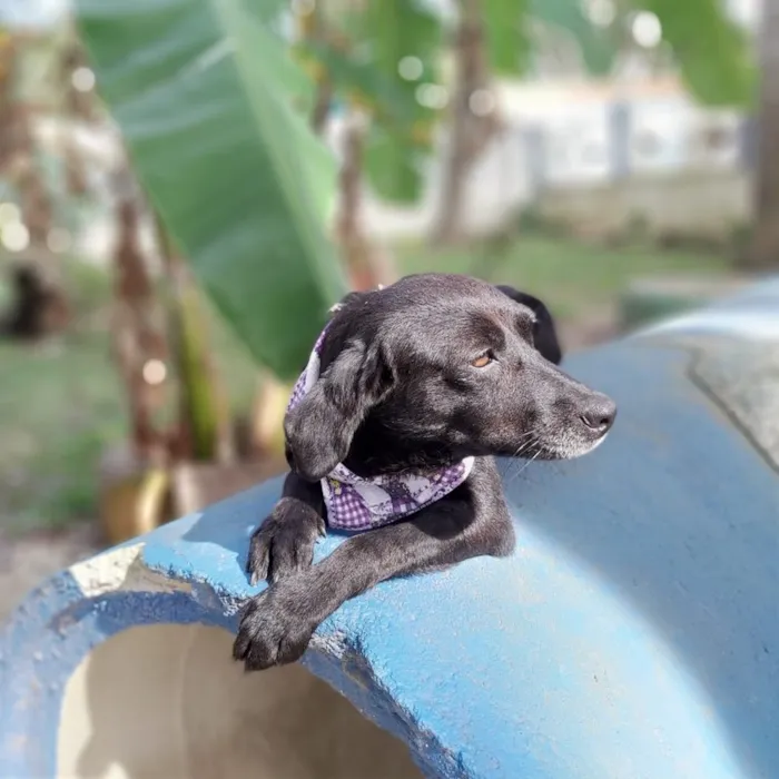 Cachorro ra a srd idade 6 ou mais anos nome Judite