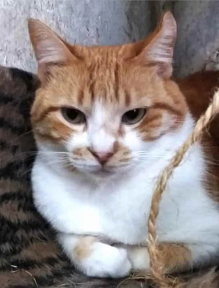 Gato ra a Srd  idade 1 ano nome Duk 