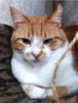 Duk