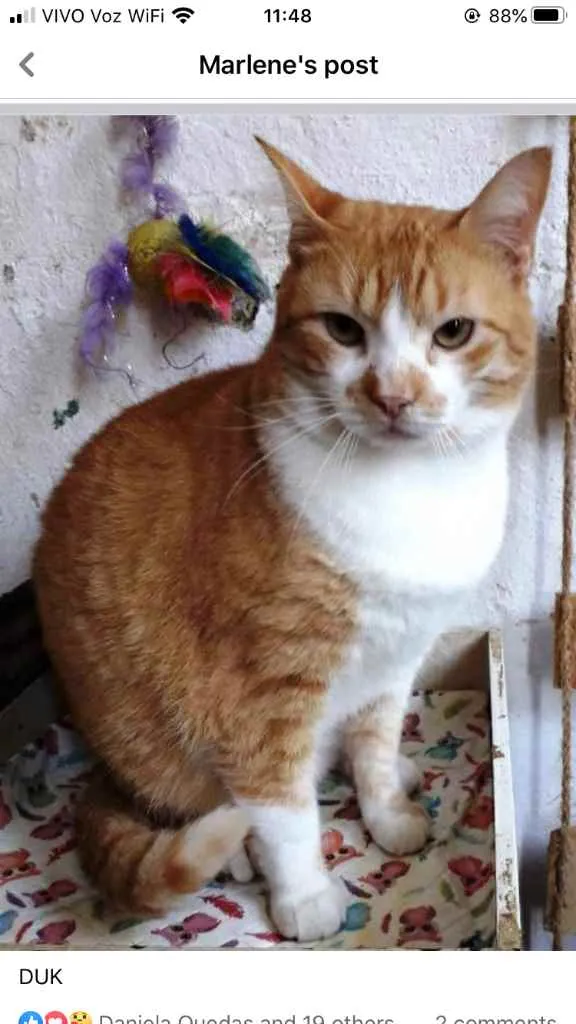 Gato ra a Srd  idade 1 ano nome Duk 