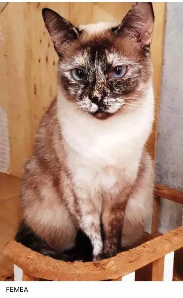 Gato ra a Sialata idade 1 ano nome Adoção urgente 
