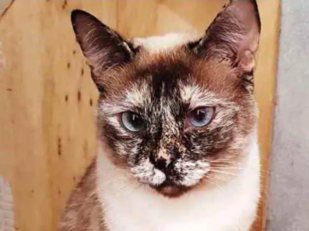 Gato ra a Sialata idade 1 ano nome Adoção urgente 