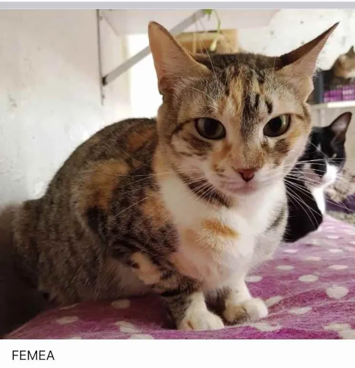 Gato ra a Srd idade 1 ano nome Adoção urgente!
