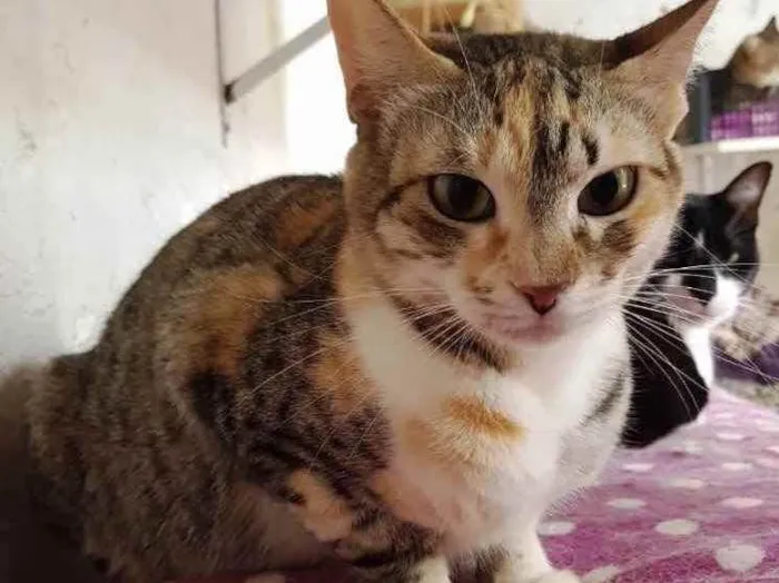 Gato ra a Srd idade 1 ano nome Adoção urgente!