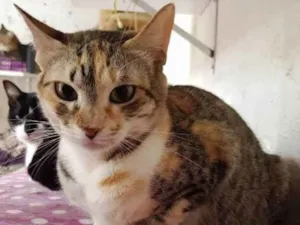 Gato raça Srd idade 1 ano nome Adoção urgente!