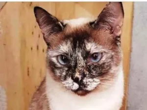 Gato raça Sialata idade 1 ano nome Adoção urgente 