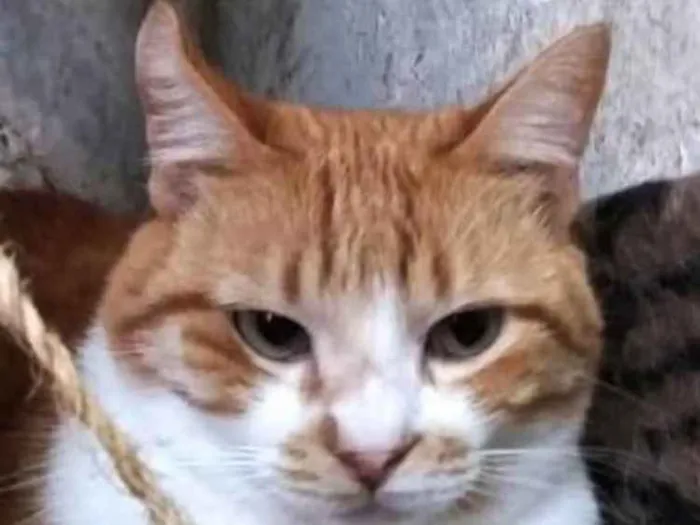 Gato ra a Srd  idade 1 ano nome Duk 