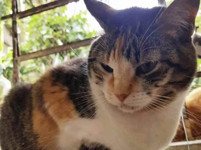 Gato ra a Srd   idade 1 ano nome Adoção urgente 