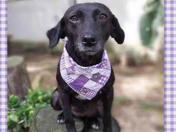 Cachorro ra a srd idade 6 ou mais anos nome Judite