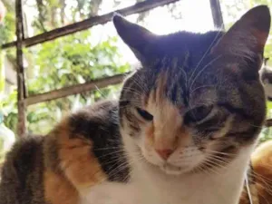 Gato raça Srd   idade 1 ano nome Adoção urgente 