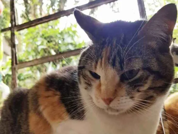 Gato ra a Srd   idade 1 ano nome Adoção urgente 