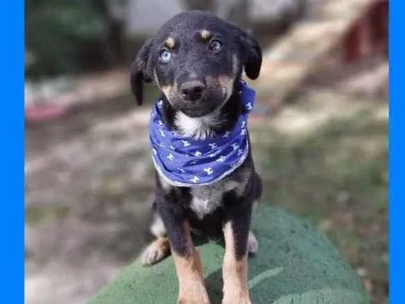 Cachorro ra a Srd idade 2 a 6 meses nome Zetro