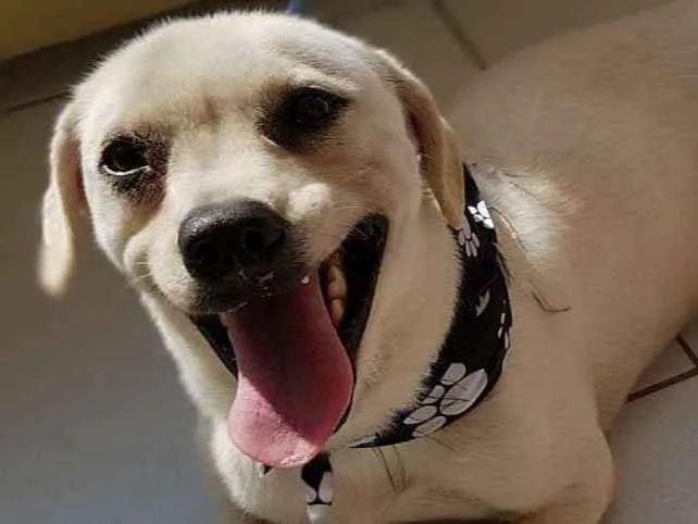 Cachorro raça srd idade 1 ano nome LEOZINHO