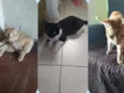 Não tem