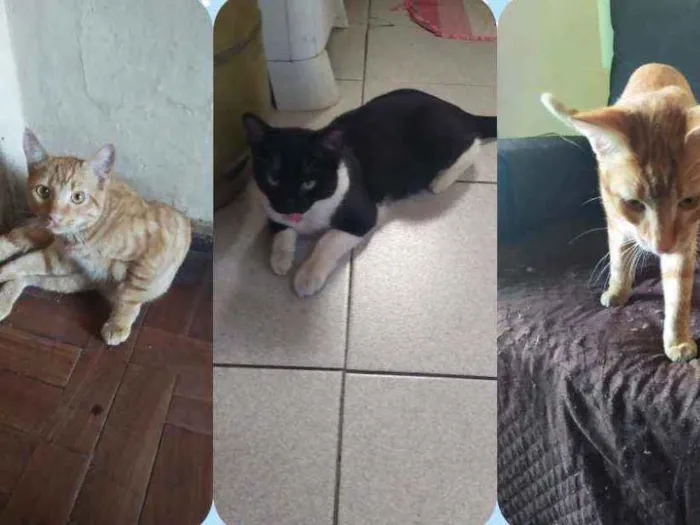 Gato ra a Vira-lata idade 7 a 11 meses nome Não tem