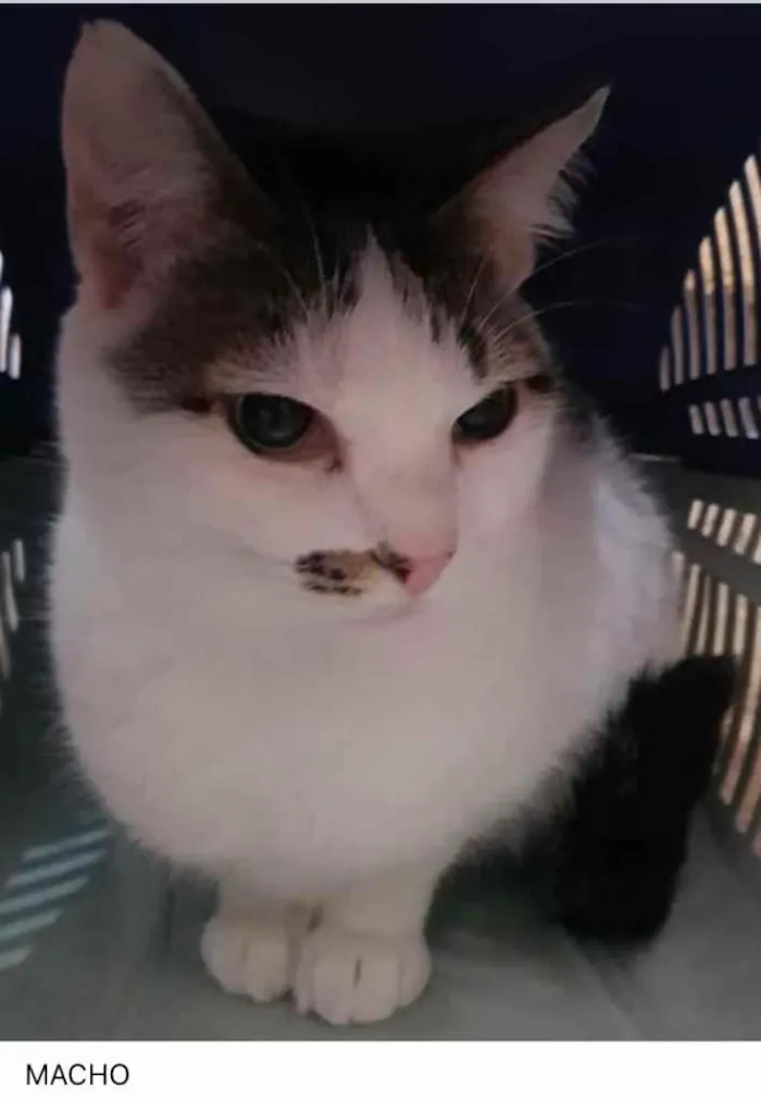 Gato ra a Srd   idade 1 ano nome Adoção urgente 
