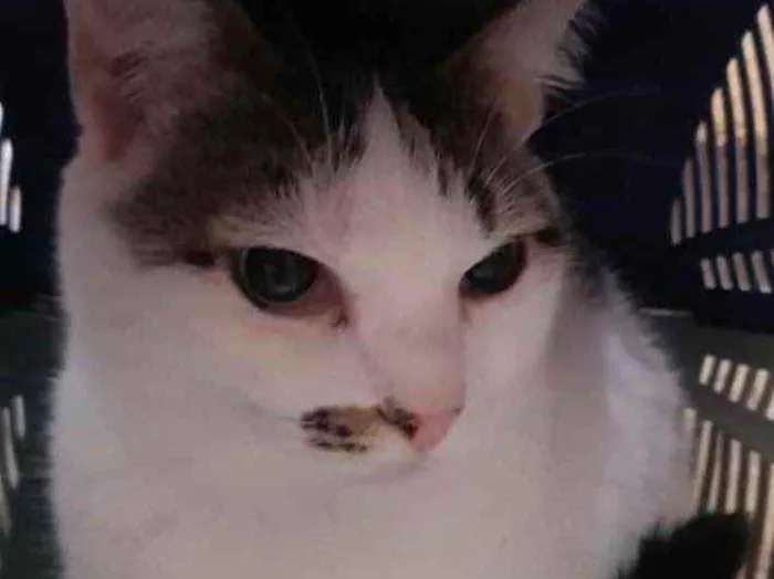 Gato ra a Srd   idade 1 ano nome Adoção urgente 