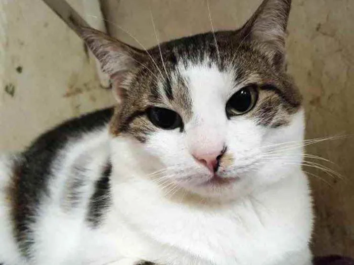 Gato ra a Srd idade 1 ano nome Adoção urgente 