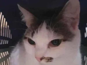 Gato raça Srd   idade 1 ano nome Adoção urgente 
