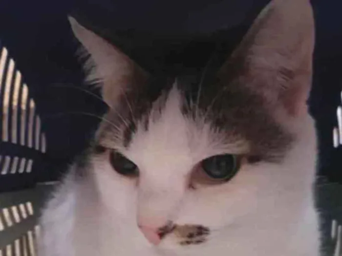 Gato ra a Srd   idade 1 ano nome Adoção urgente 