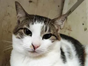 Gato raça Srd idade 1 ano nome Adoção urgente 