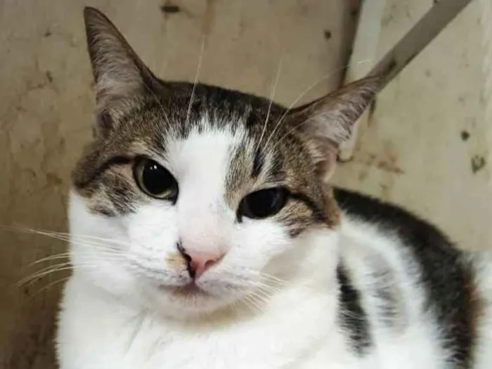 Gato ra a Srd idade 1 ano nome Adoção urgente 