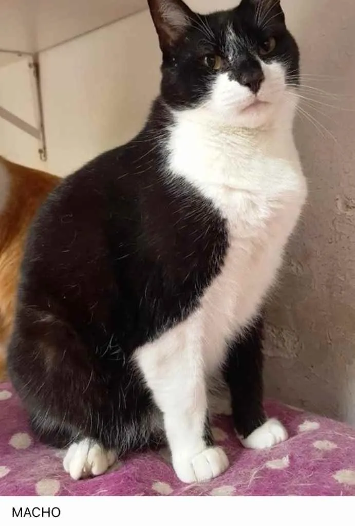Gato ra a Frajola  idade 1 ano nome Adoção urgente 