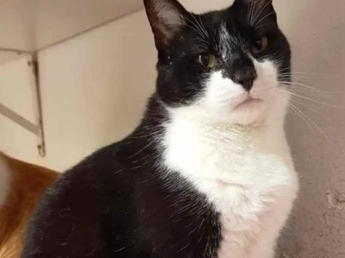 Gato ra a Frajola  idade 1 ano nome Adoção urgente 