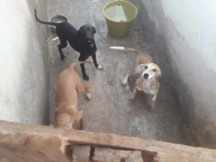 Cachorro ra a Viralata  idade 2 a 6 meses nome Sem nome