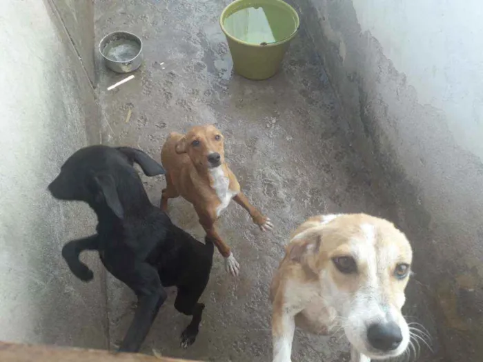 Cachorro ra a Viralata  idade 2 a 6 meses nome Sem nome