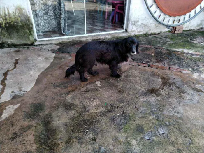 Cachorro raça Sem raça idade 2 a 6 meses nome Sem Nome