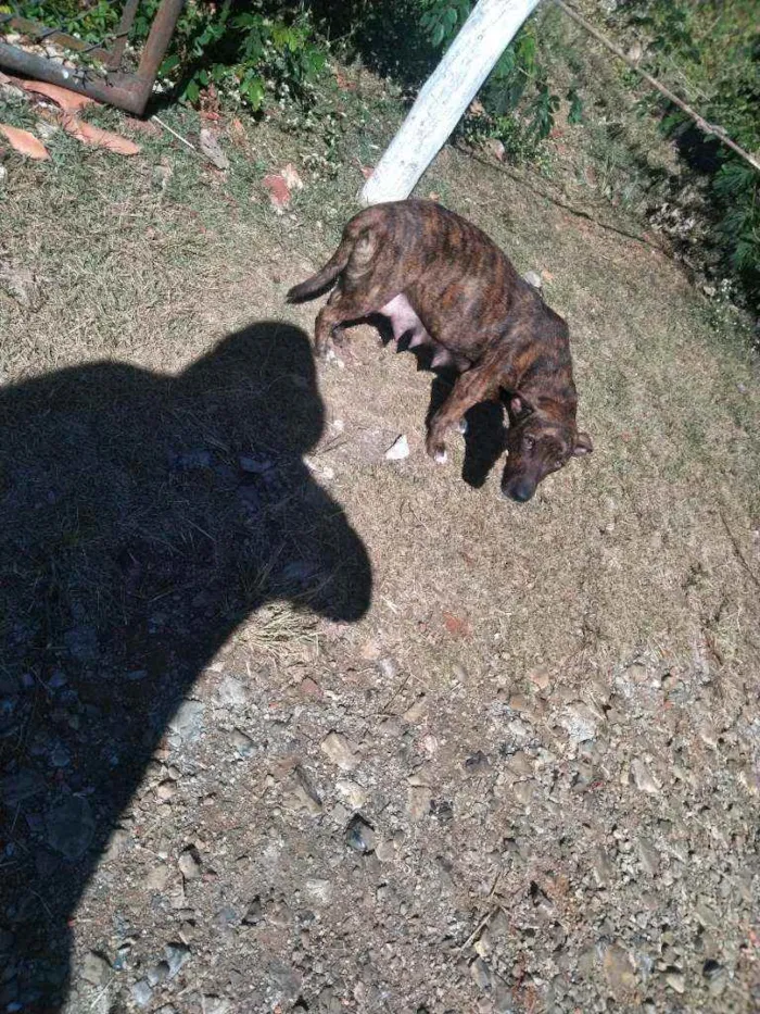 Cachorro raça Sem raça idade 2 a 6 meses nome Sem Nome