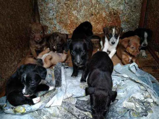Cachorro raça Sem raça idade 2 a 6 meses nome Sem Nome