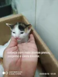 Gatinhas