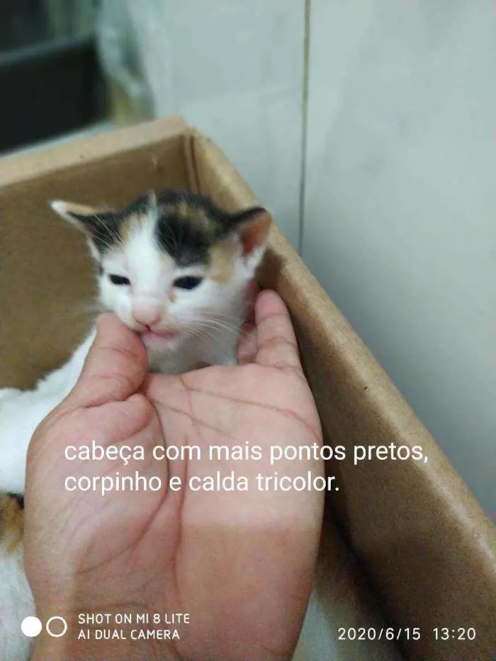 Gato ra a SRD idade Abaixo de 2 meses nome Gatinhas