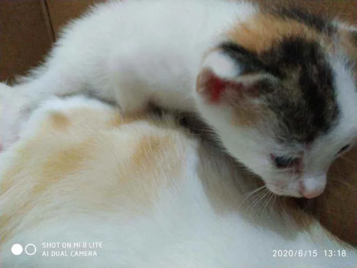 Gato ra a SRD idade Abaixo de 2 meses nome Gatinhas
