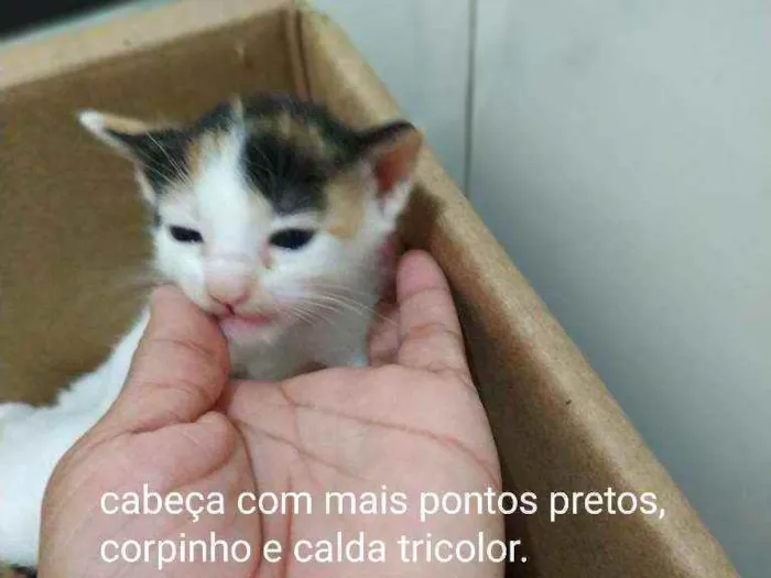 Gato ra a SRD idade Abaixo de 2 meses nome Gatinhas