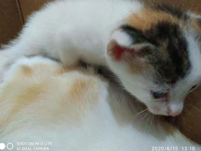 Gato ra a SRD idade Abaixo de 2 meses nome Gatinhas