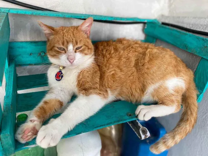 Gato ra a  idade 1 ano nome Caramelo 
