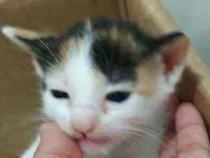 Gato raça SRD idade Abaixo de 2 meses nome Gatinhas