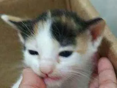 Gato ra a SRD idade Abaixo de 2 meses nome Gatinhas