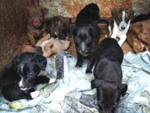 Cachorro raça Sem raça idade 2 a 6 meses nome Sem Nome