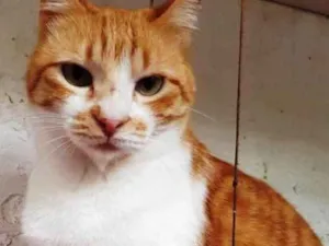 Gato raça Ruivinha  idade 1 ano nome Adoção urgente 